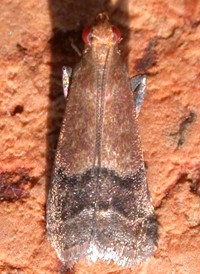 Broad-banded Eulogia